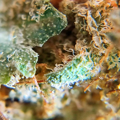 AK-47 de TeleCogollo CBD by Cannamera