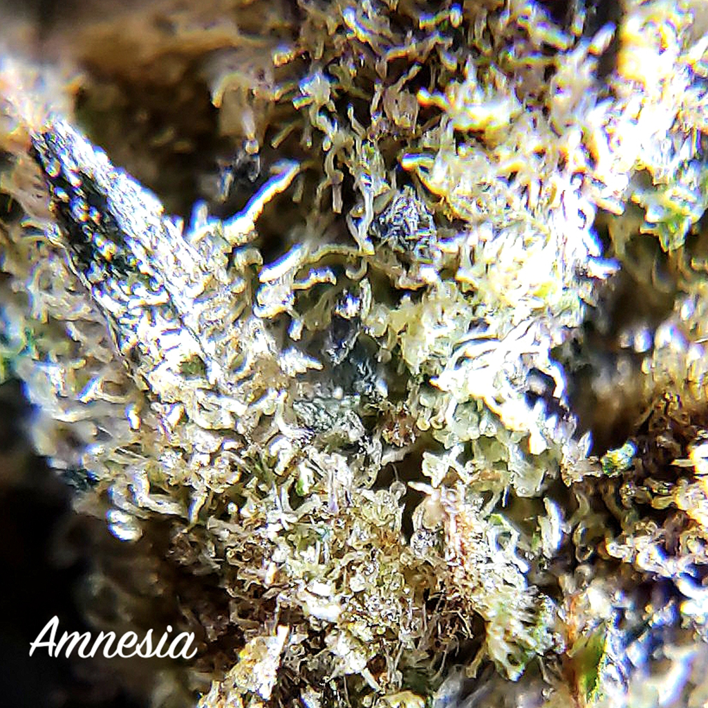 Amnesia 01 de TeleCogollo CBD by Cannamera