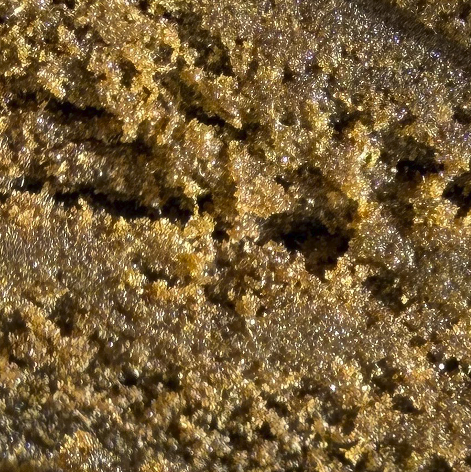 Afgano Black 2 de TeleCogollo CBD by Cannamera Afgano Black - Imagen 2