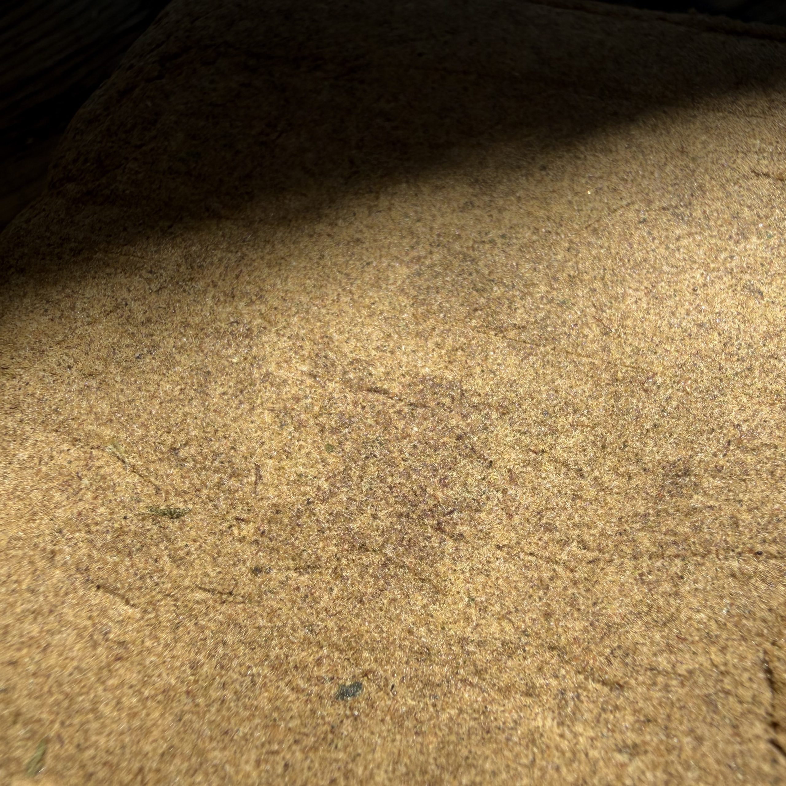 Polen CBD 2 de TeleCogollo CBD by Cannamera Polen CBD - Imagen 2